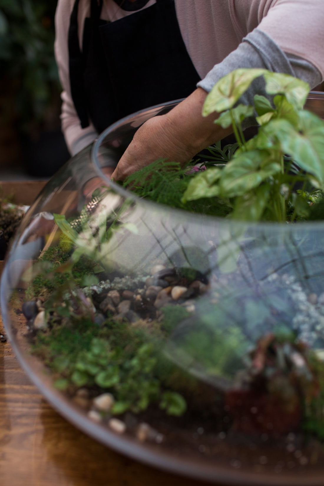 Planting a Terrarium