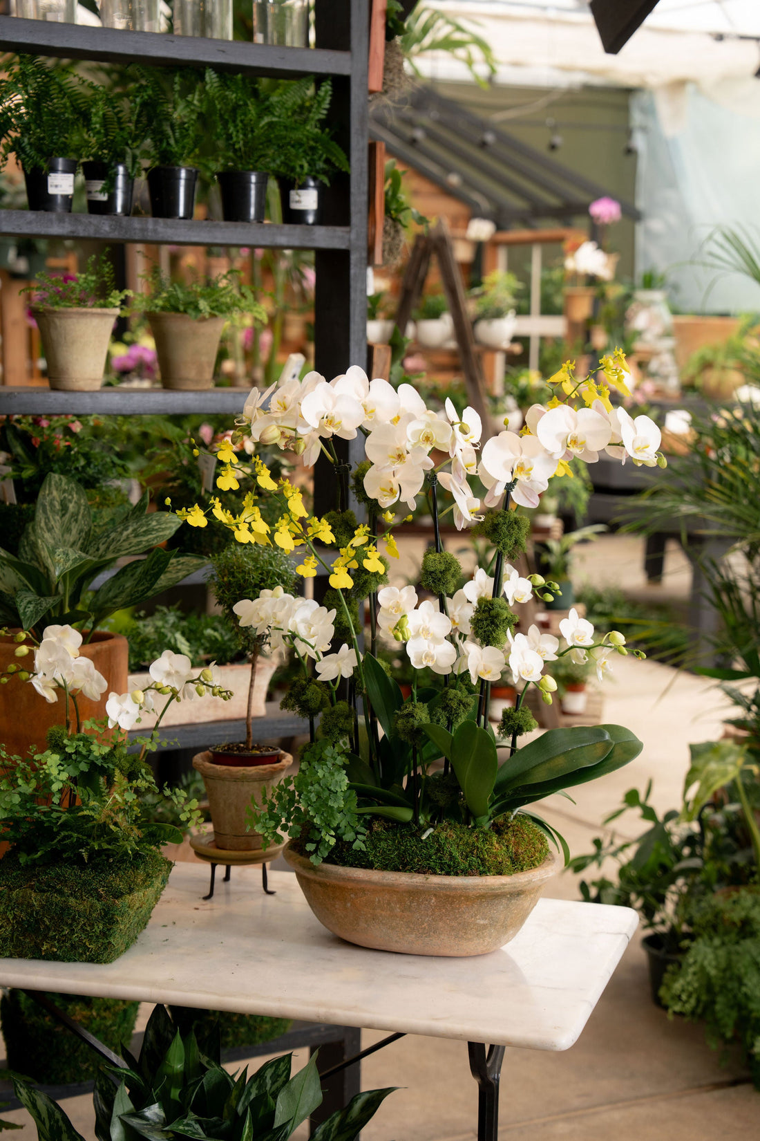 Houseplant Arrangement Care