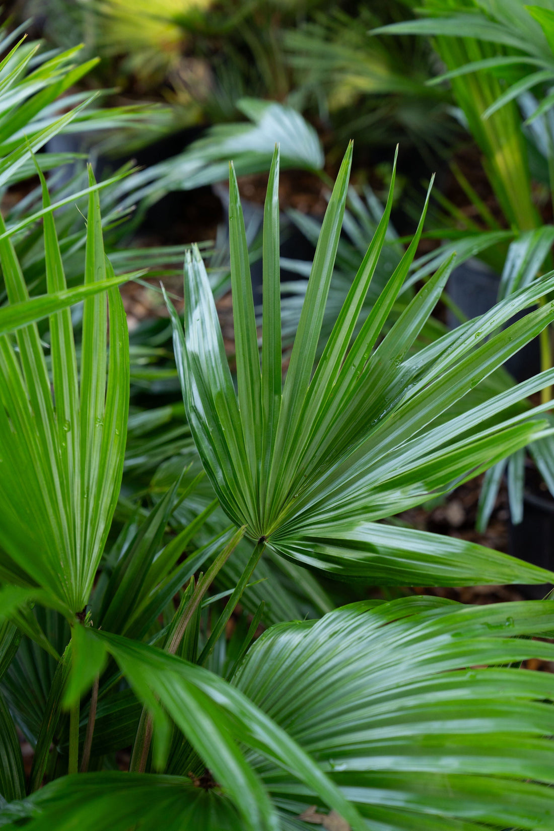 August Zone 9 Checklist