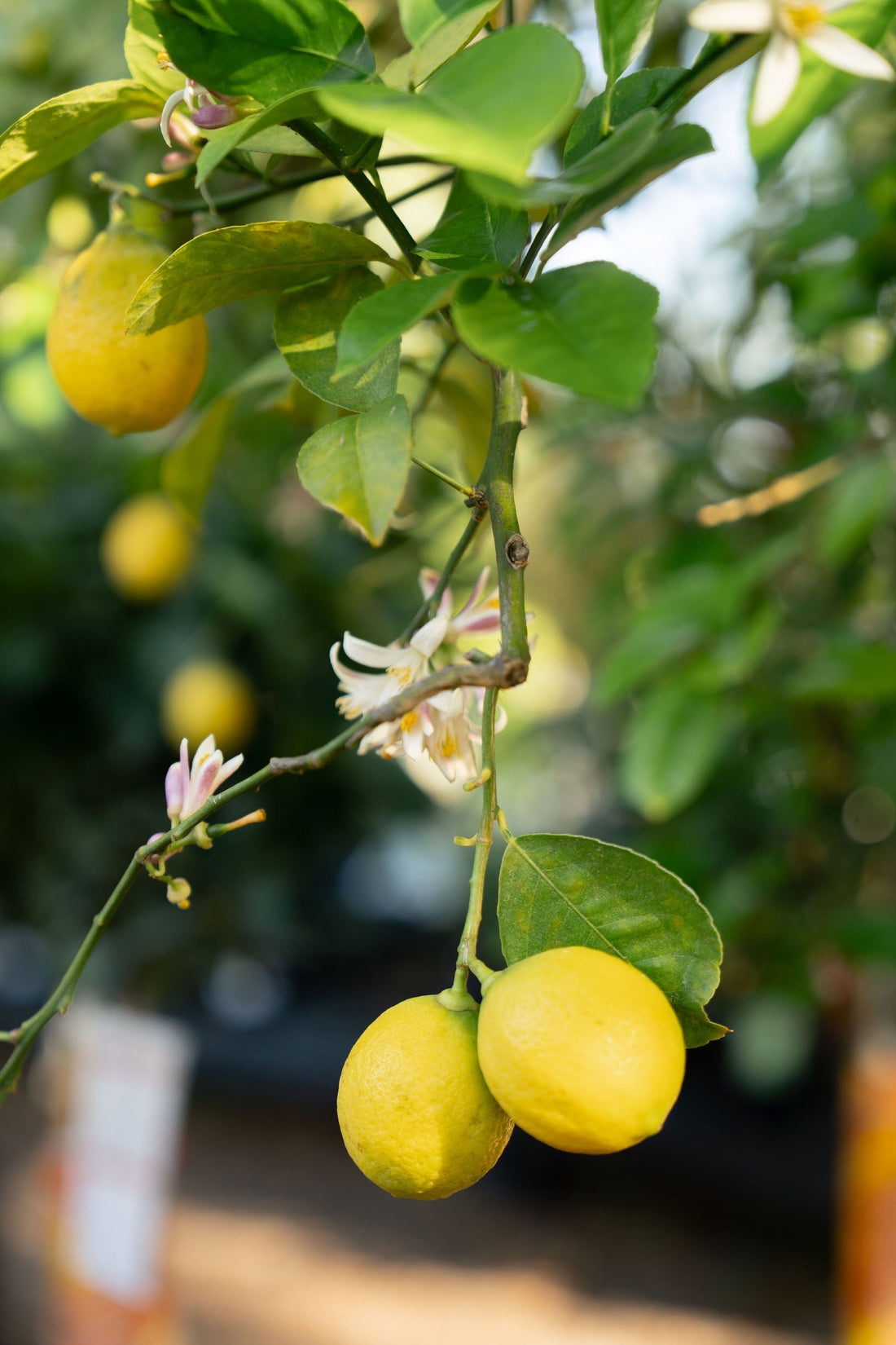 Growing Citrus