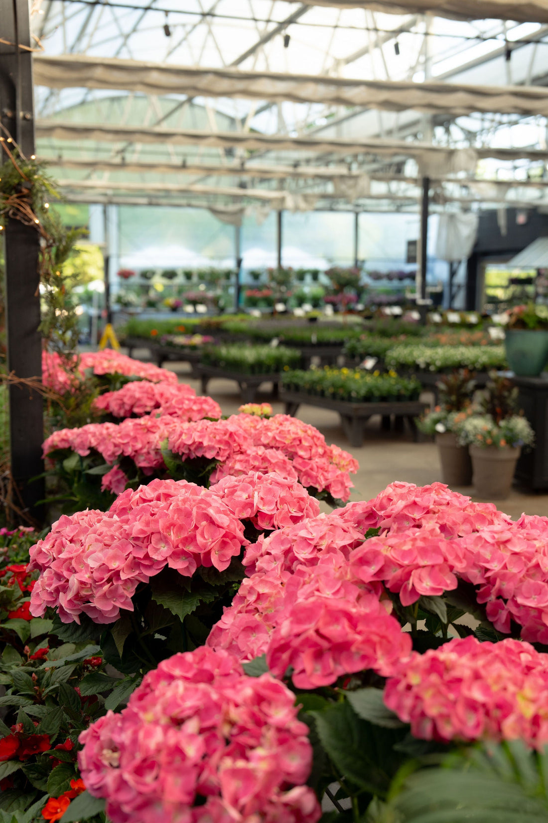 Hydrangea Care