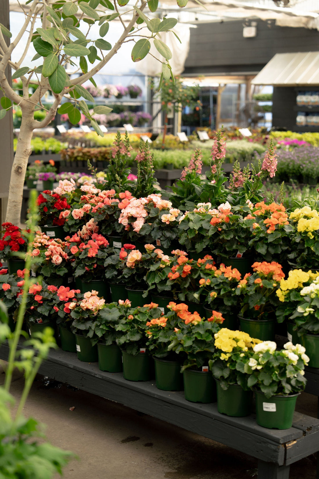 All About Pollinators & Butterflies