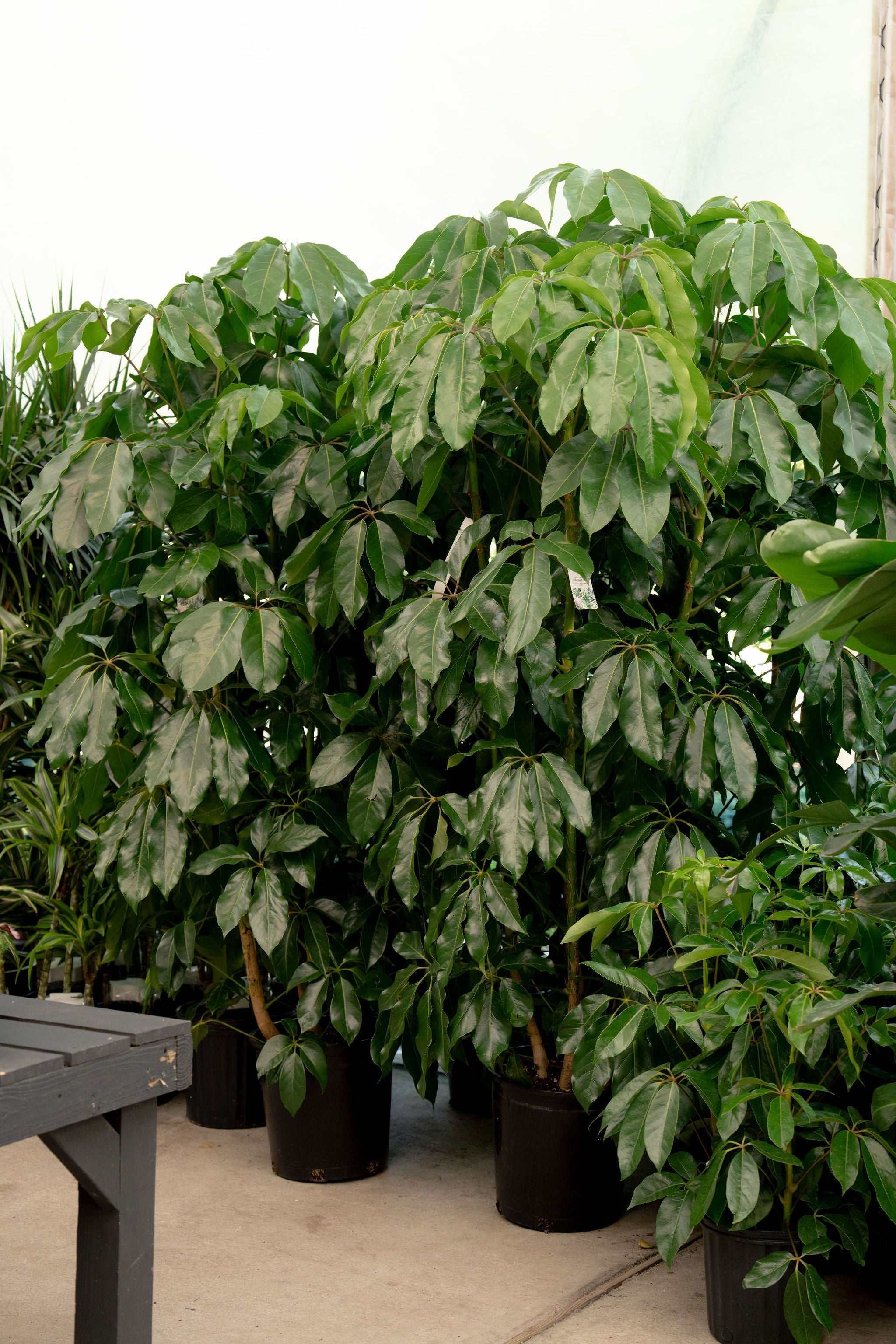 Fiddle Leaf Fig Care