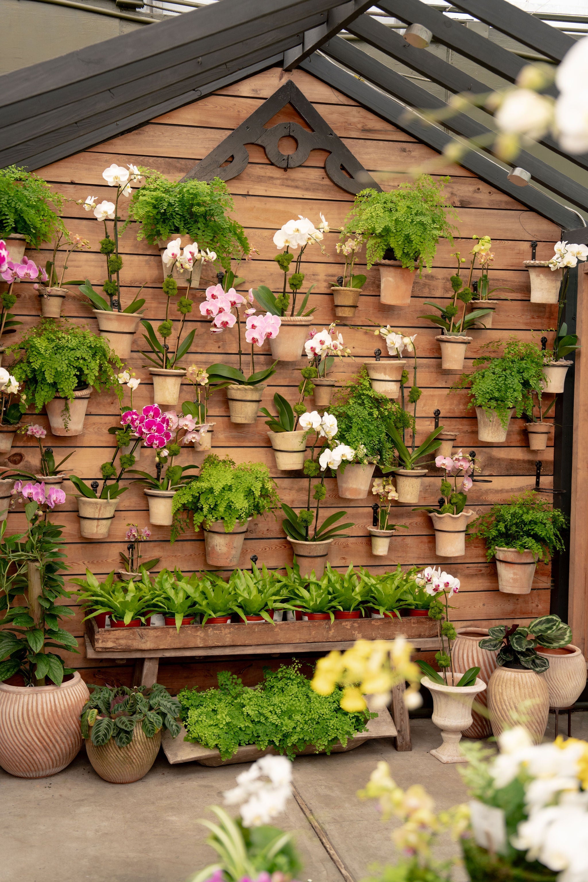 Orchid Care