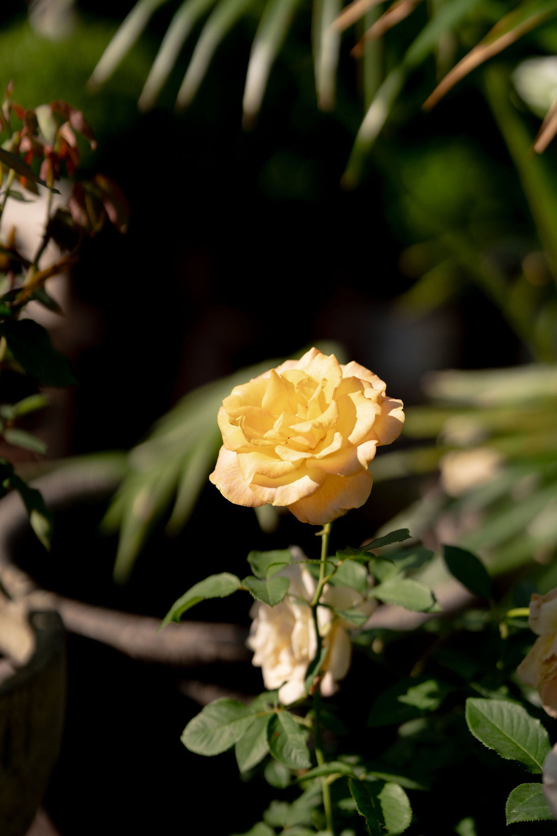 Rose Care